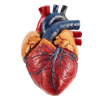 heart