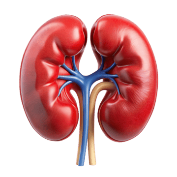 kidney