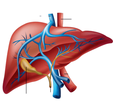 liver